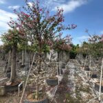 Lagerstroemia Indica (4)