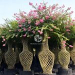 Lagerstroemia Indica (5)