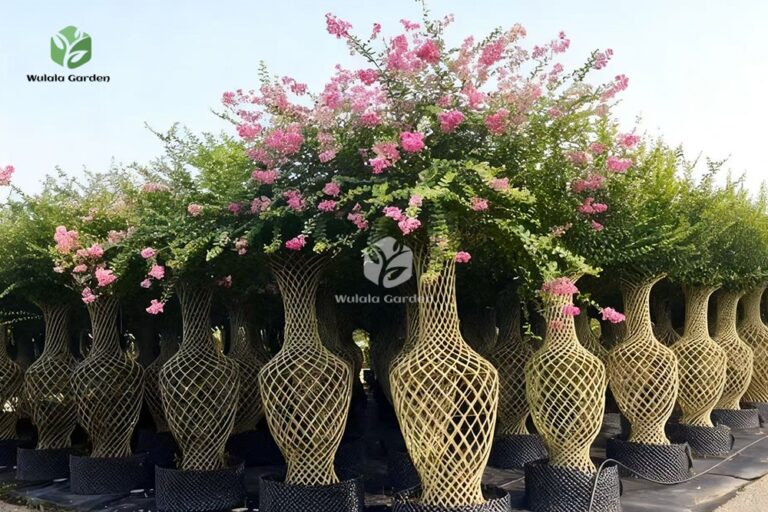 Lagerstroemia Indica (5)