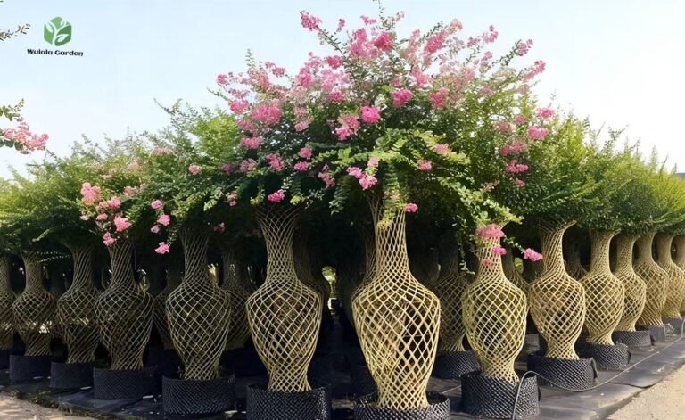 Lagerstroemia Indica