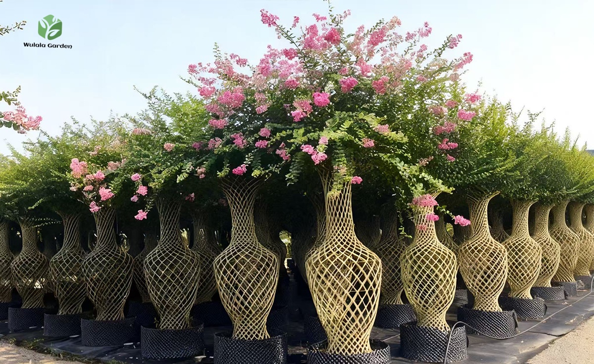 Lagerstroemia Indica