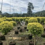 Lollipop Ligustrum Tree (1)