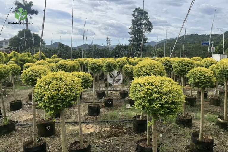 Lollipop Ligustrum Tree (1)