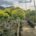Lollipop Ligustrum Tree (2)