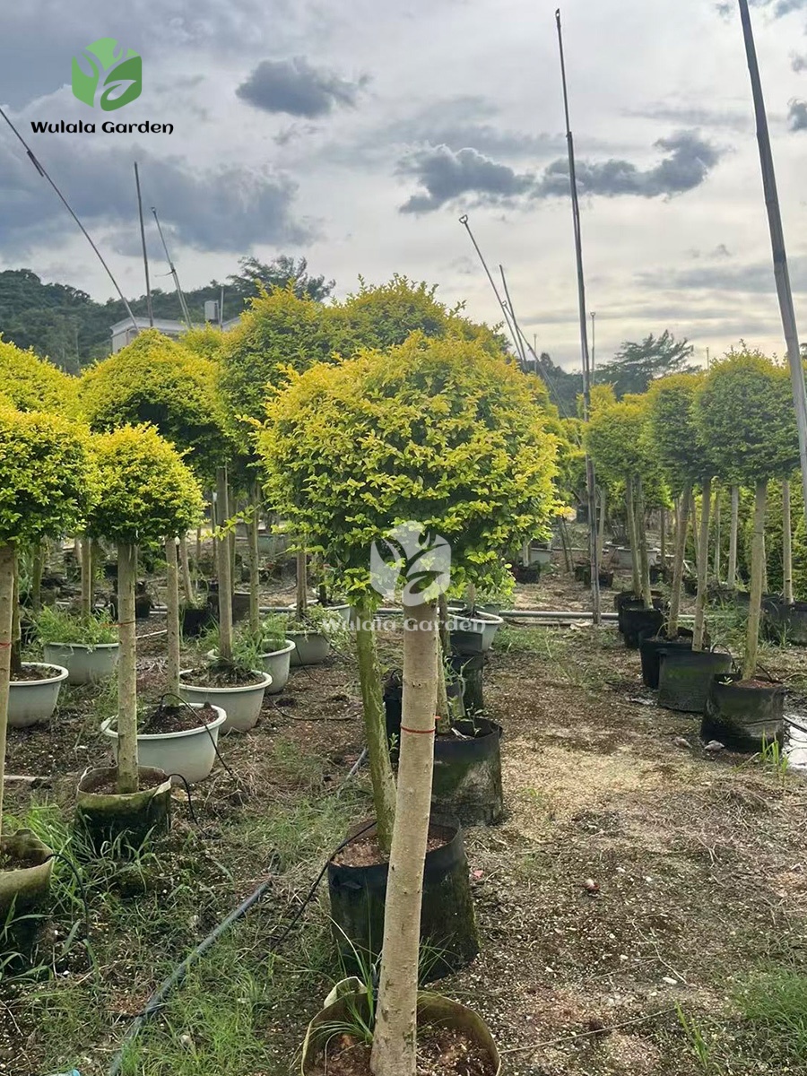 Lollipop Ligustrum Tree (2)
