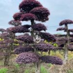 Loropetalum Chinense (2)