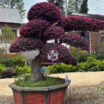 Loropetalum Chinense (3)