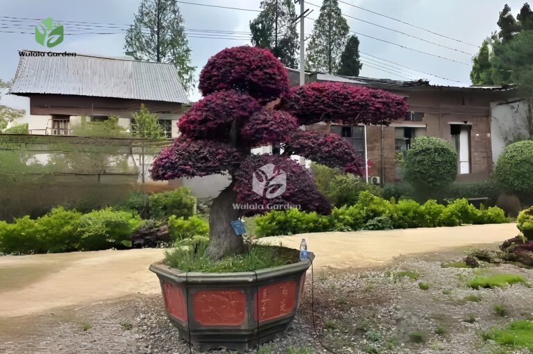 Loropetalum Chinense (4)