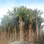 Middle Eastern Date Palm (2)