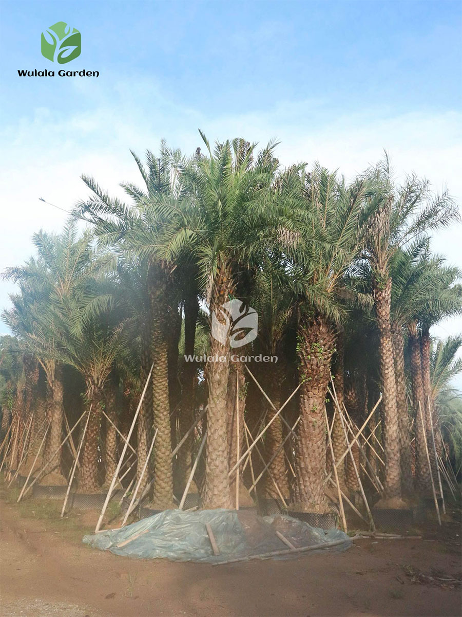 Middle Eastern Date Palm (2) Middle Eastern Date Palm (2)