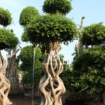 Mini Gourd Shaped Ficus Microcarpa (1)
