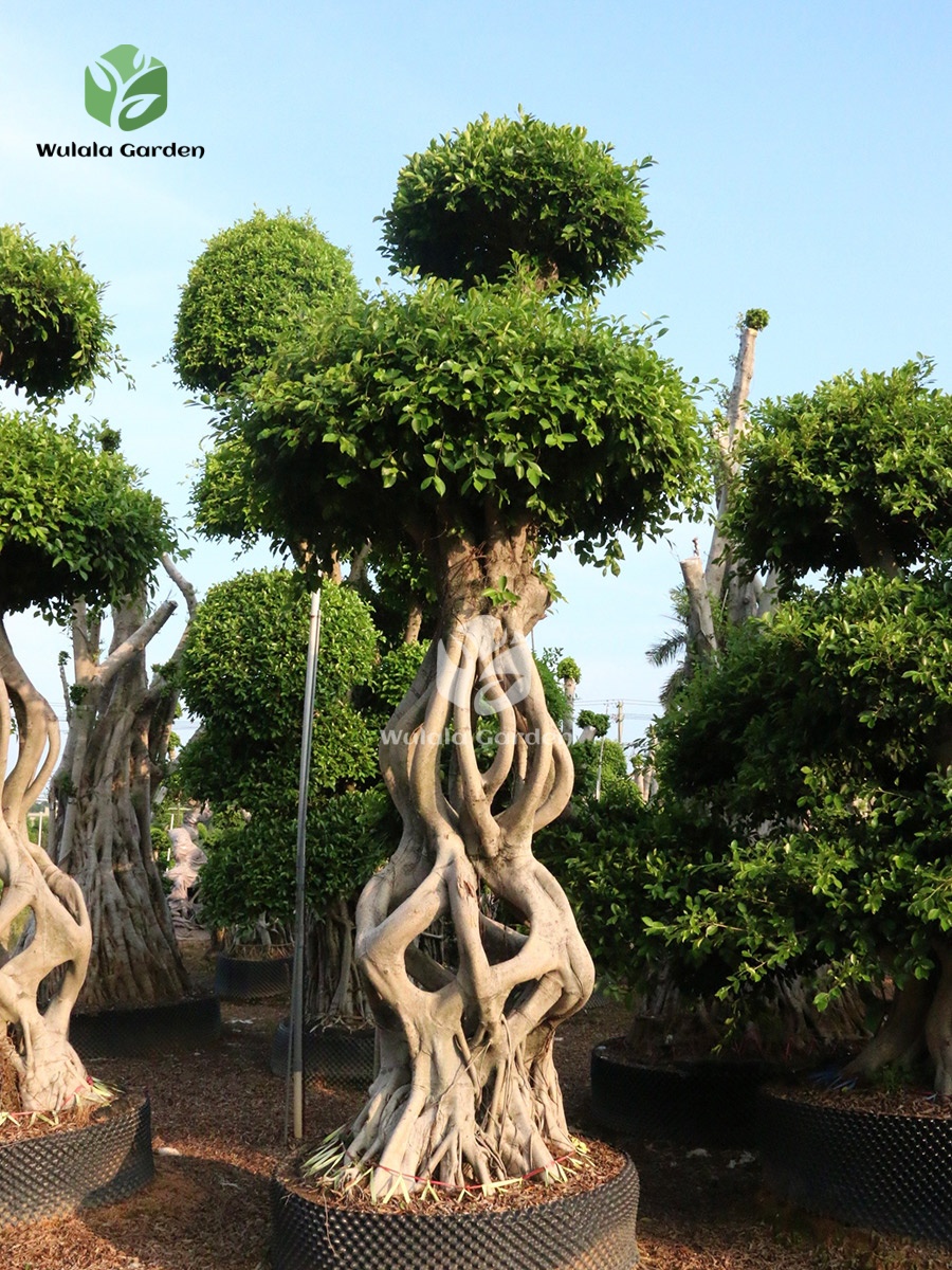 Mini Gourd Shaped Ficus Microcarpa (1)