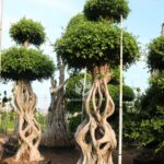 Mini Gourd Shaped Ficus Microcarpa (2)