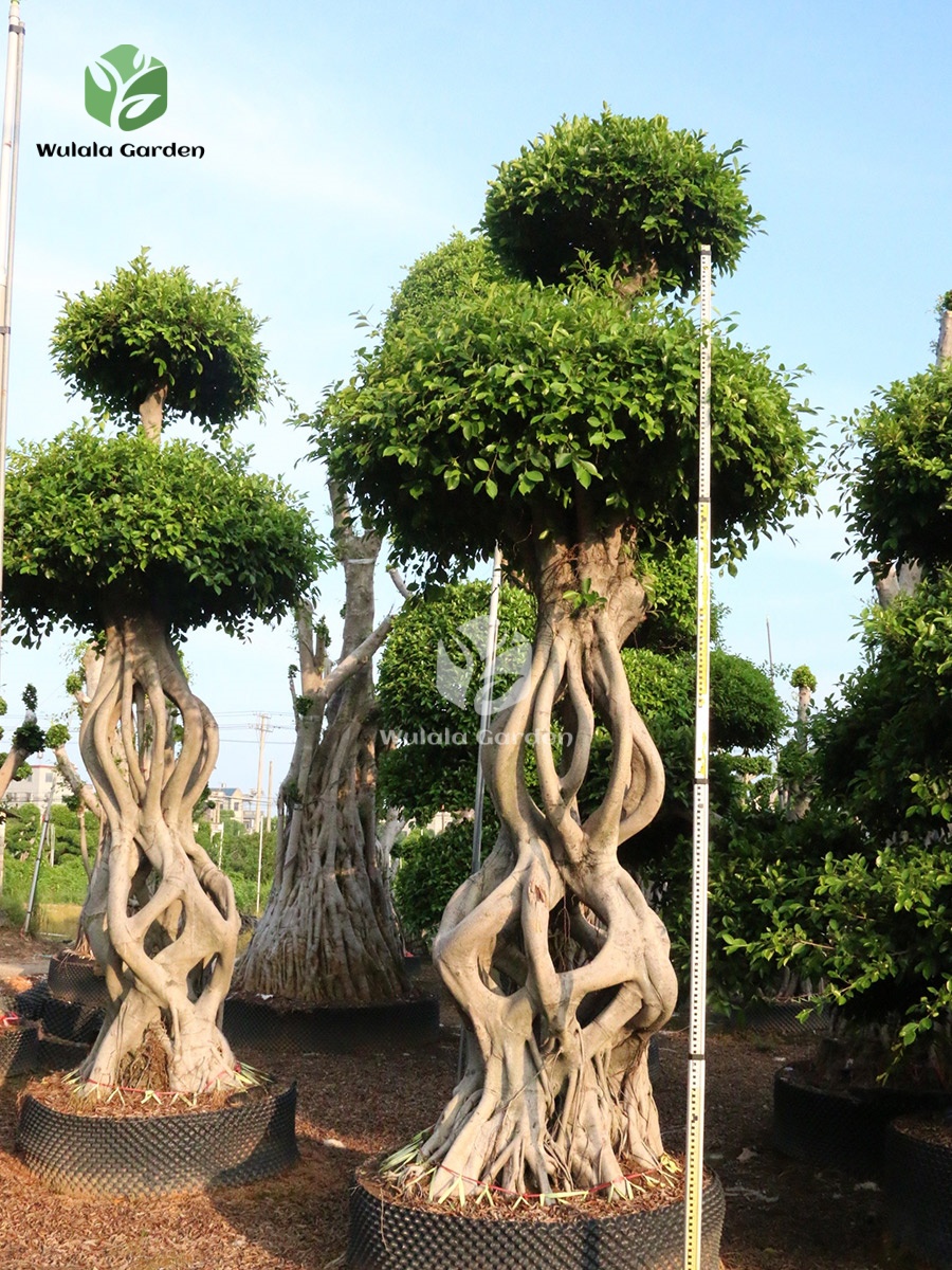 Mini Gourd Shaped Ficus Microcarpa (2)