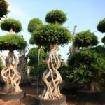 Mini Gourd Shaped Ficus Microcarpa (3)
