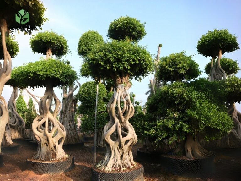 Mini Gourd Shaped Ficus Microcarpa (3)