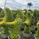 Moon Shaped Golden Ligustrum Topiary