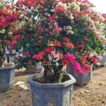 Multi Color Bougainvillea Bonsai (1)