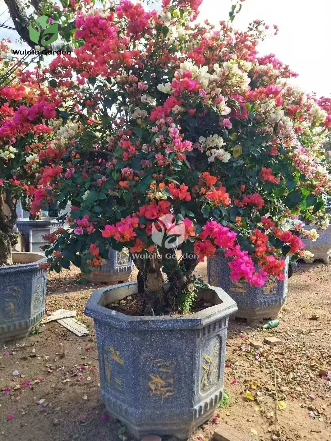 Multi Color Bougainvillea Bonsai (1)