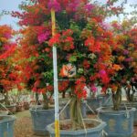 Multi Color Bougainvillea Bonsai