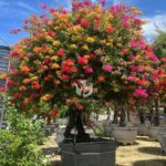 Multi Color Bougainvillea Bonsai (2)