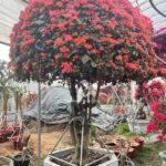 Multi Color Bougainvillea Bonsai (3)