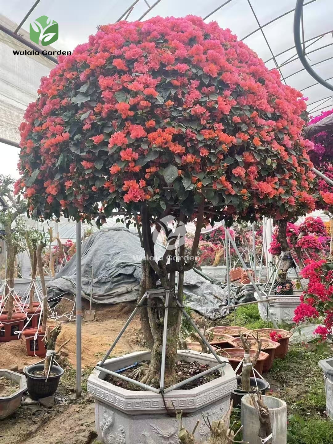 Multi Color Bougainvillea Bonsai (3)