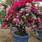 Multi Color Bougainvillea Bonsai (4)