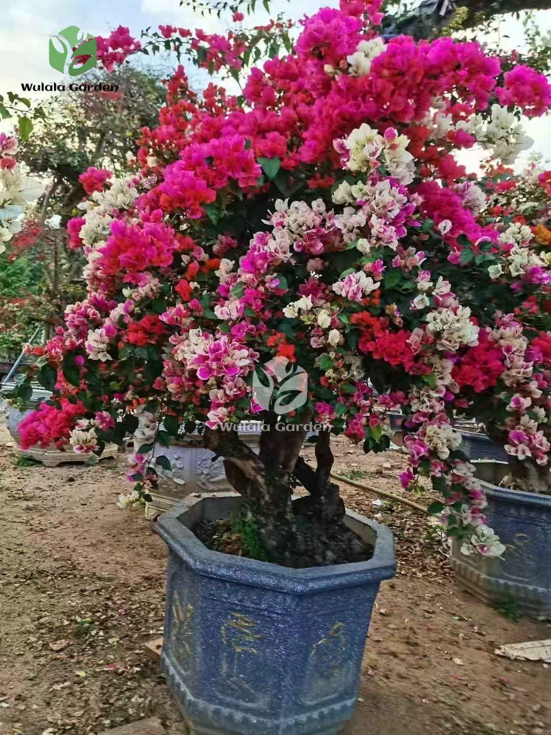 Multi Color Bougainvillea Bonsai (4)