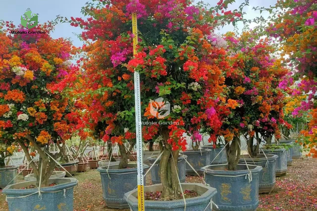 Multi Color Bougainvillea Bonsai Multi Color Bougainvillea Bonsai