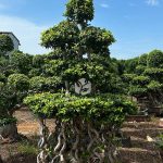 Multiple 8 Shaped Double Floating Thai Ficus Microcarpa (1)