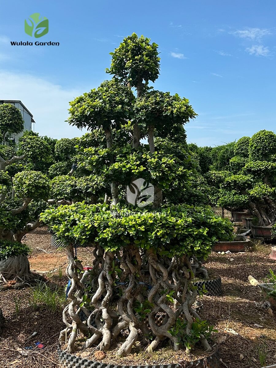 Multiple 8 Shaped Double Floating Thai Ficus Microcarpa (1)