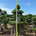 Multiple 8 Shaped Double Floating Thai Ficus Microcarpa (2)