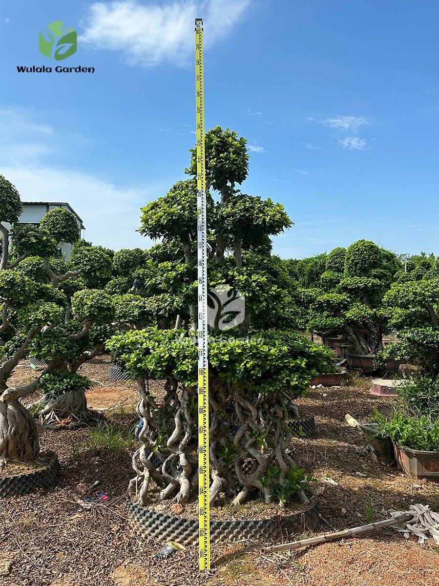 Multiple 8 Shaped Double Floating Thai Ficus Microcarpa (2)