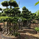 Multiple 8 Shaped Double Floating Thai Ficus Microcarpa (3)
