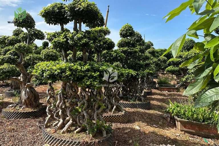 Multiple 8 Shaped Double Floating Thai Ficus Microcarpa (3)