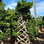 Artistic Bonsai Ficus Microcarpa
