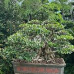 Old Root Bonsai (1)
