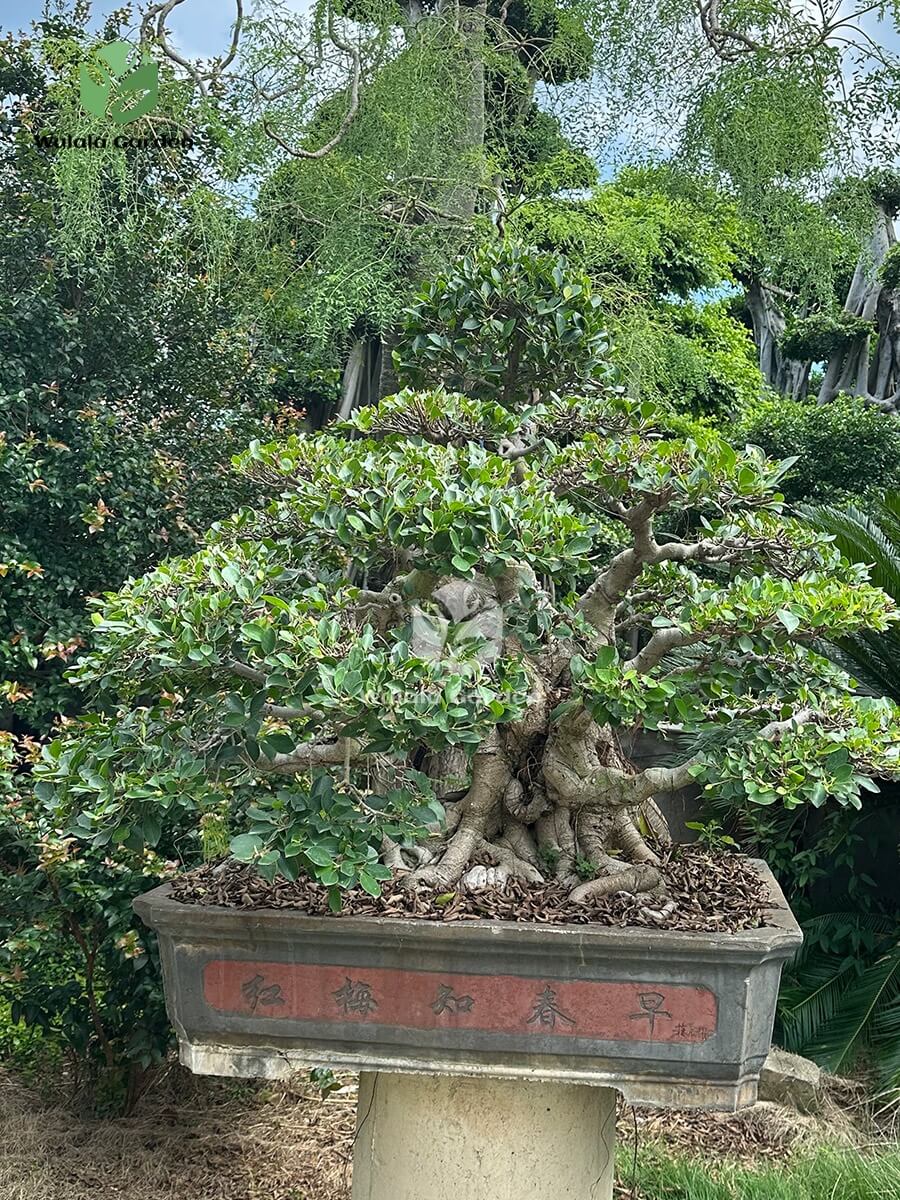 Old Root Bonsai (1)