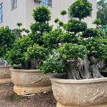 Old Root Bonsai