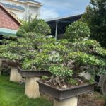 Old Root Bonsai (2)