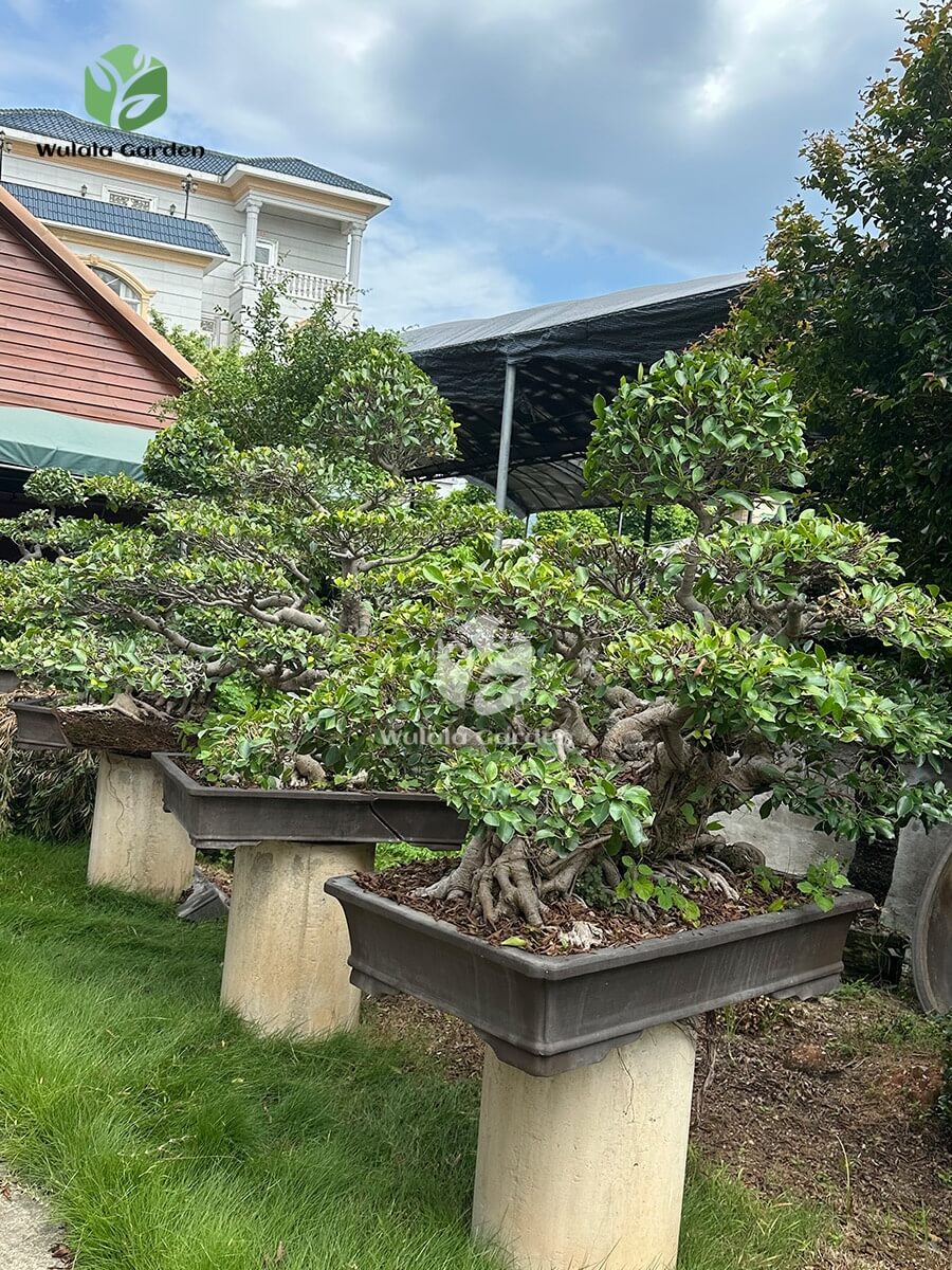Old Root Bonsai (2)