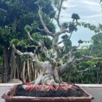 Old Root Bonsai (3)