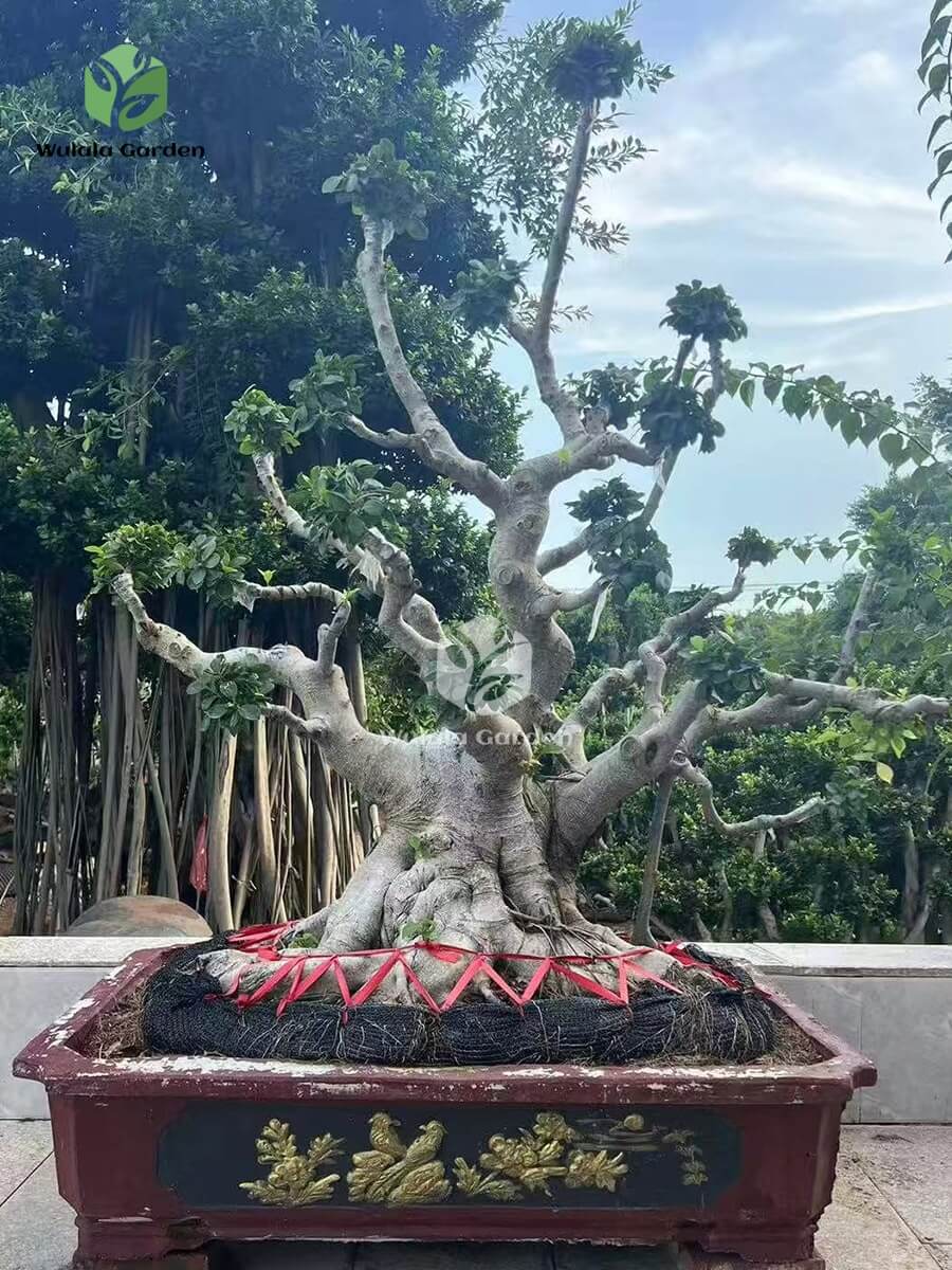 Old Root Bonsai (3)