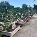 Old Root Bonsai (4)