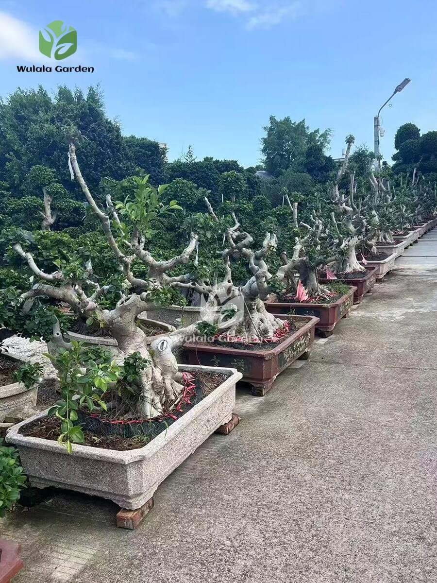 Old Root Bonsai (4)