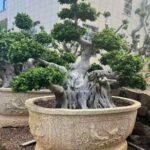 Old Root Bonsai (5)