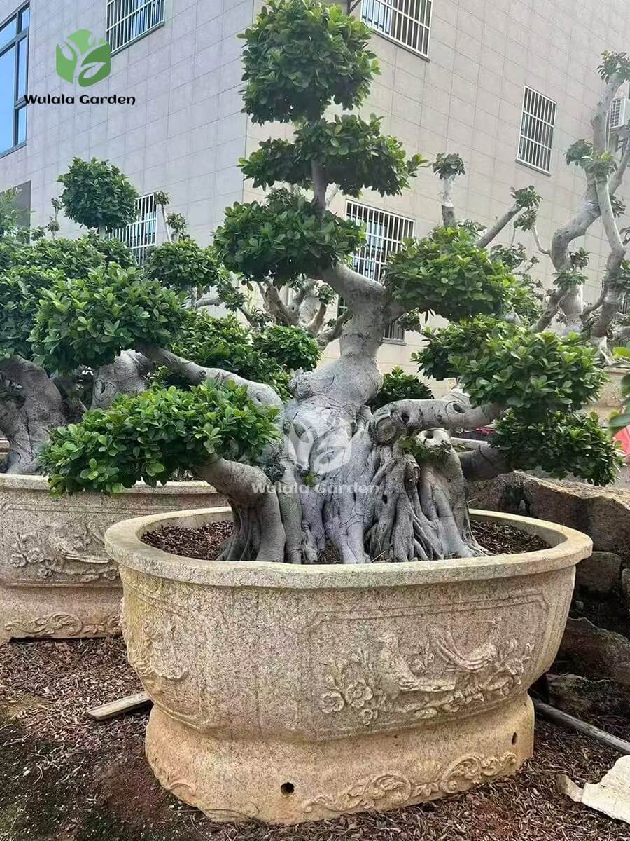 Old Root Bonsai (5)
