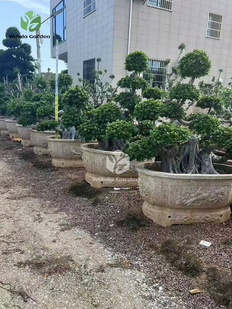 Old Root Bonsai (7)
