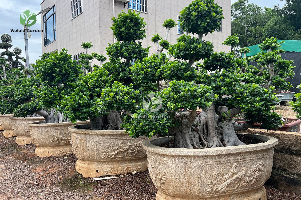 Old Root Bonsai